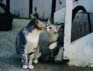 quick snacks fhthgoodfood