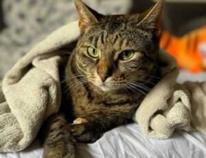 refreshments cwbiancarecipes