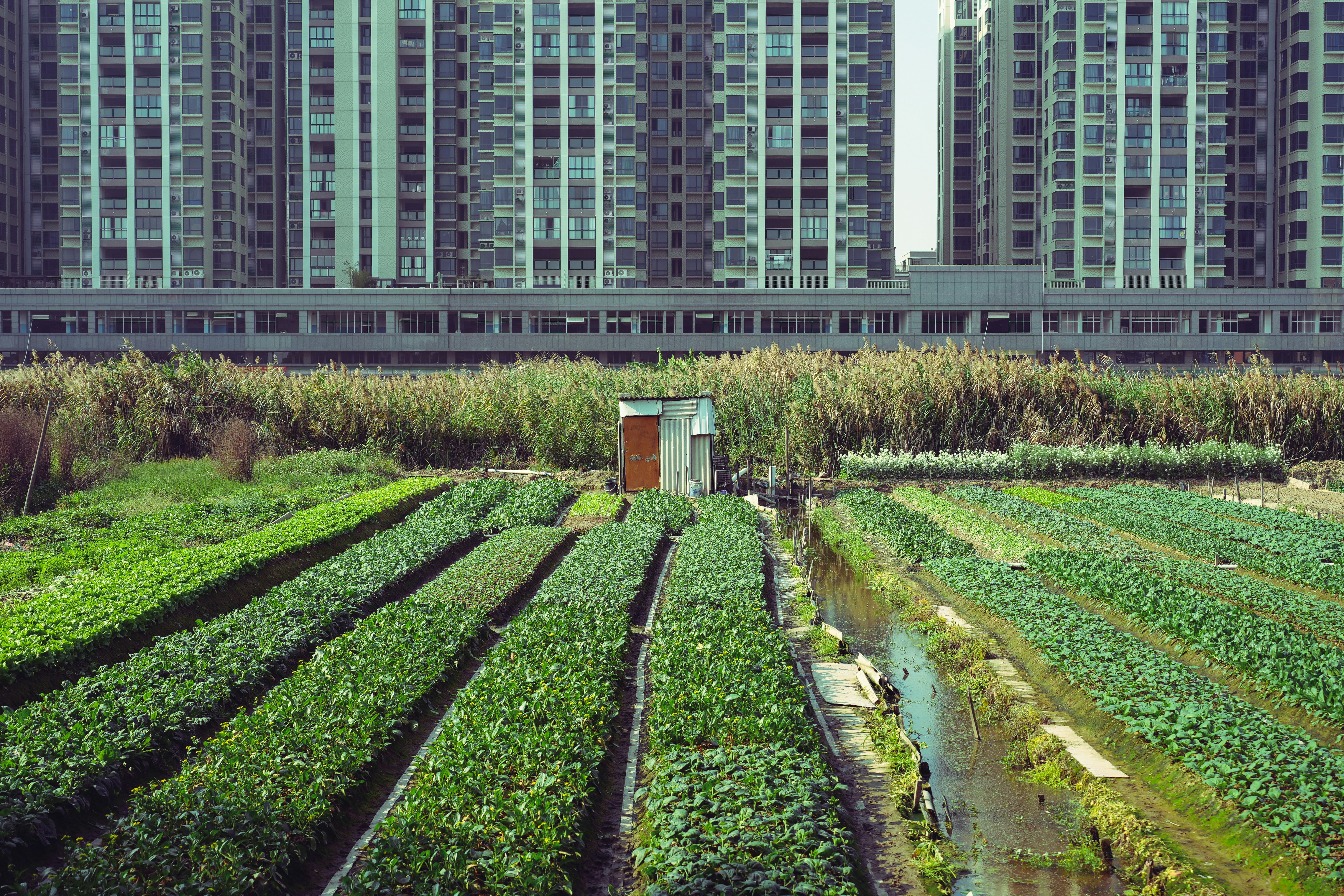 urban agritech