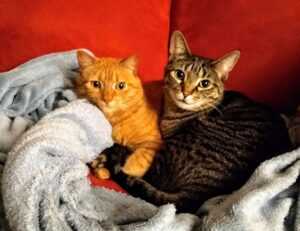 veggie drinks cwbiancarecipes