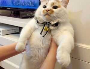 what is a healthy quick meal fhthblog