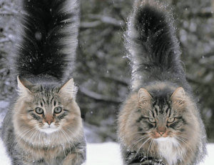 what is ocvibum wealth management ltd