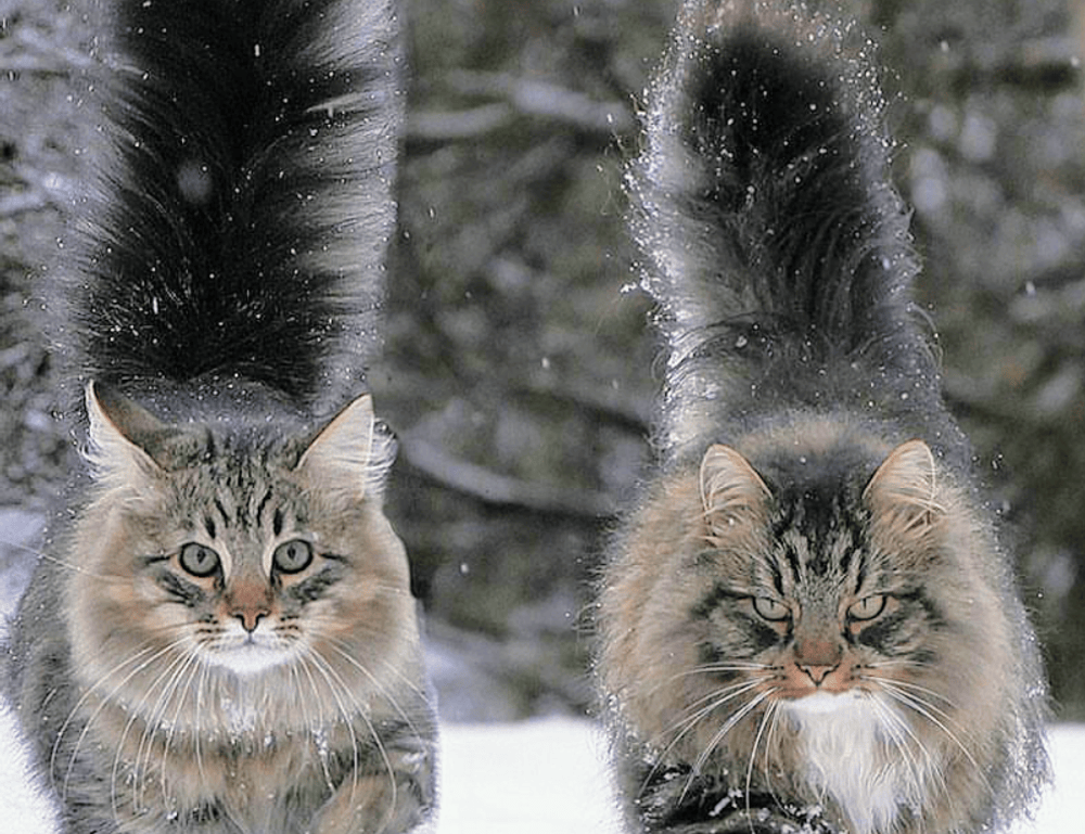 what is ocvibum wealth management ltd