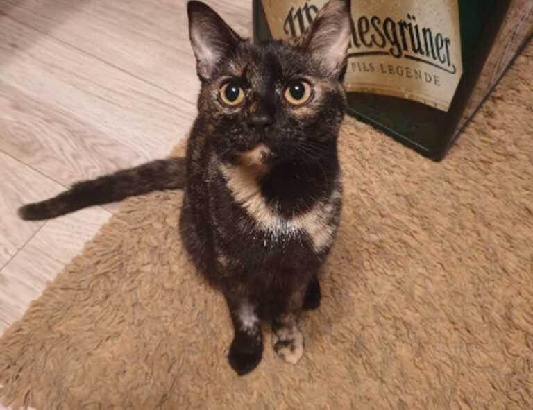 what is the best italian recipe tbfoodtravel