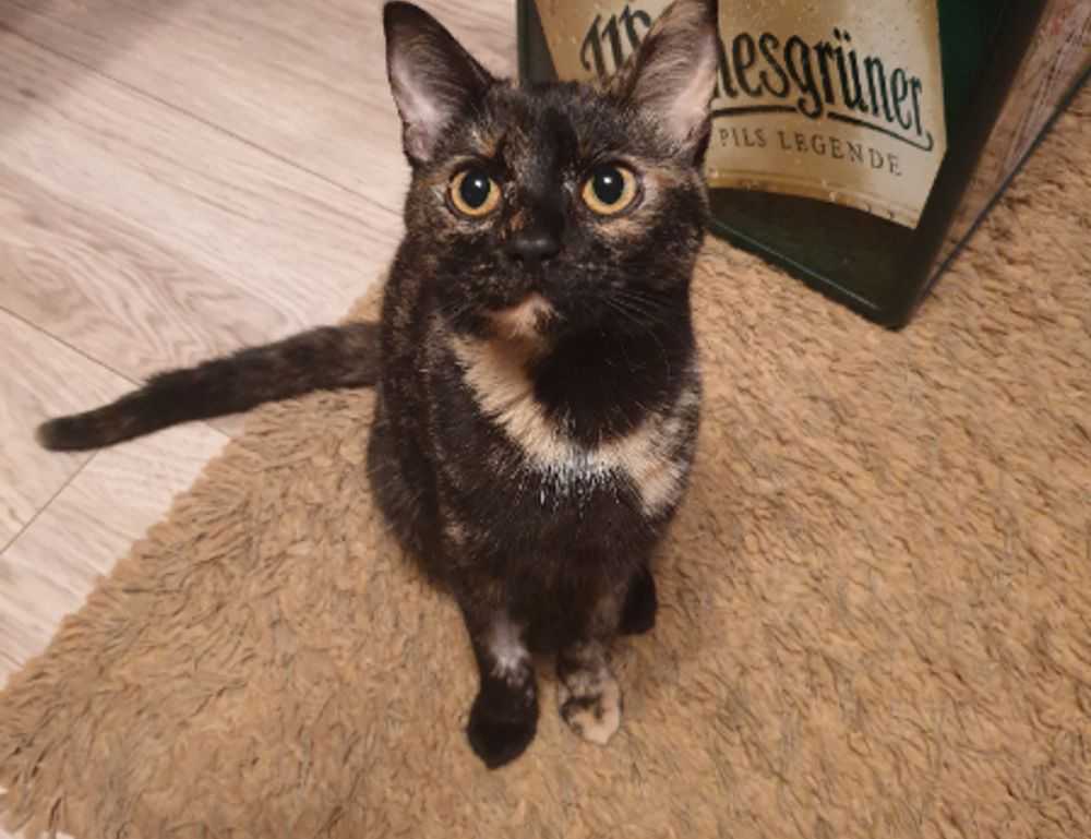 what is the best italian recipe tbfoodtravel