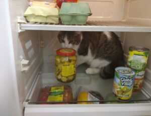 what makes a good food guide ontpdiet