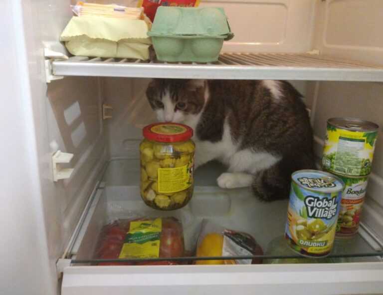 what makes a good food guide ontpdiet