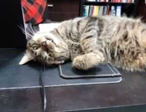 why fast food is not nutritious fhthblog