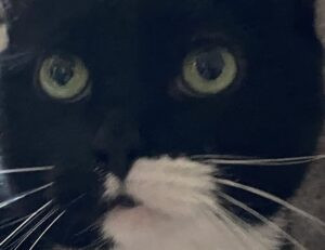 aesthetics brown instagram highlight icons