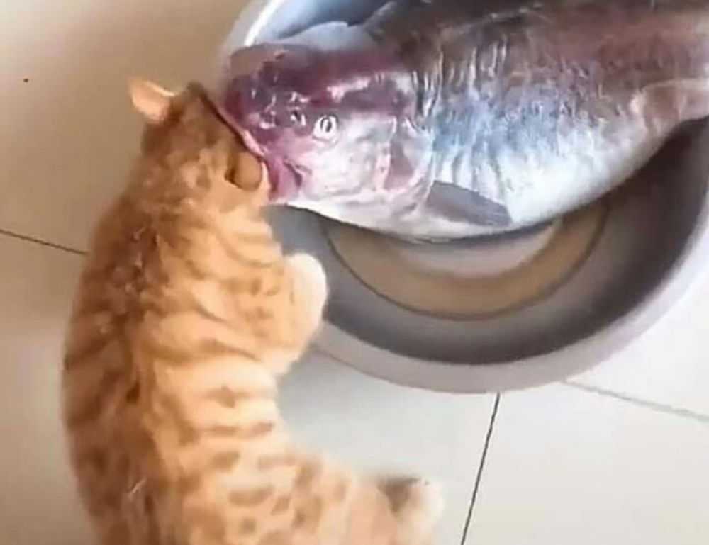 dibujos de flores a lapiz tumblr