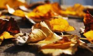 elegantes mujer muñeca tatuajes de pulseras