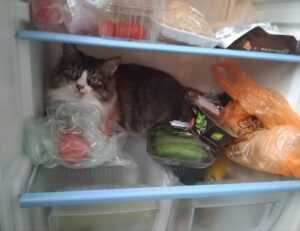 half half pair dp matching cute cartoon couple profile picture