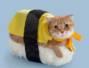 https //create.roblox.com/dashboard/creations passes