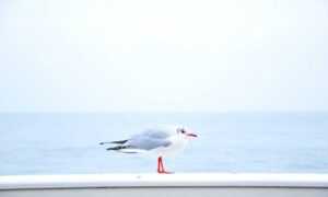 lauren alexis leaked of