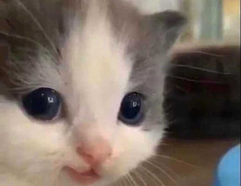 minecraft:ndqjl-2tqsi= axolotl