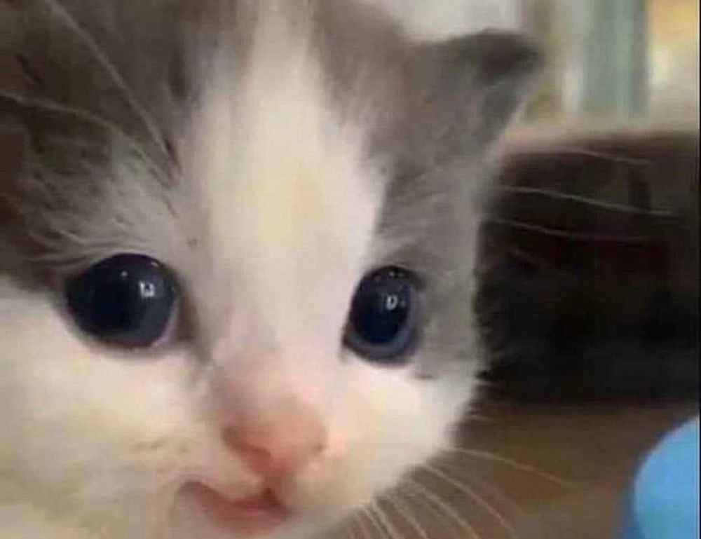 minecraft:ndqjl-2tqsi= axolotl