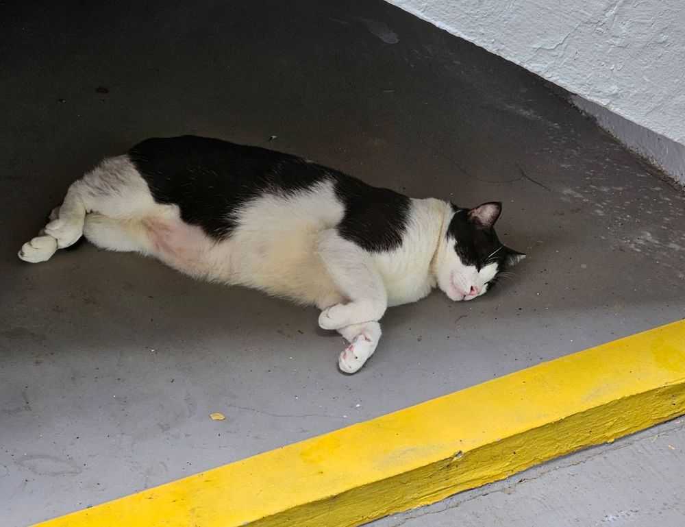 miss marie elisabeth onlyfans