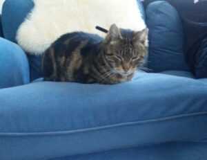 sons of the forest eneba