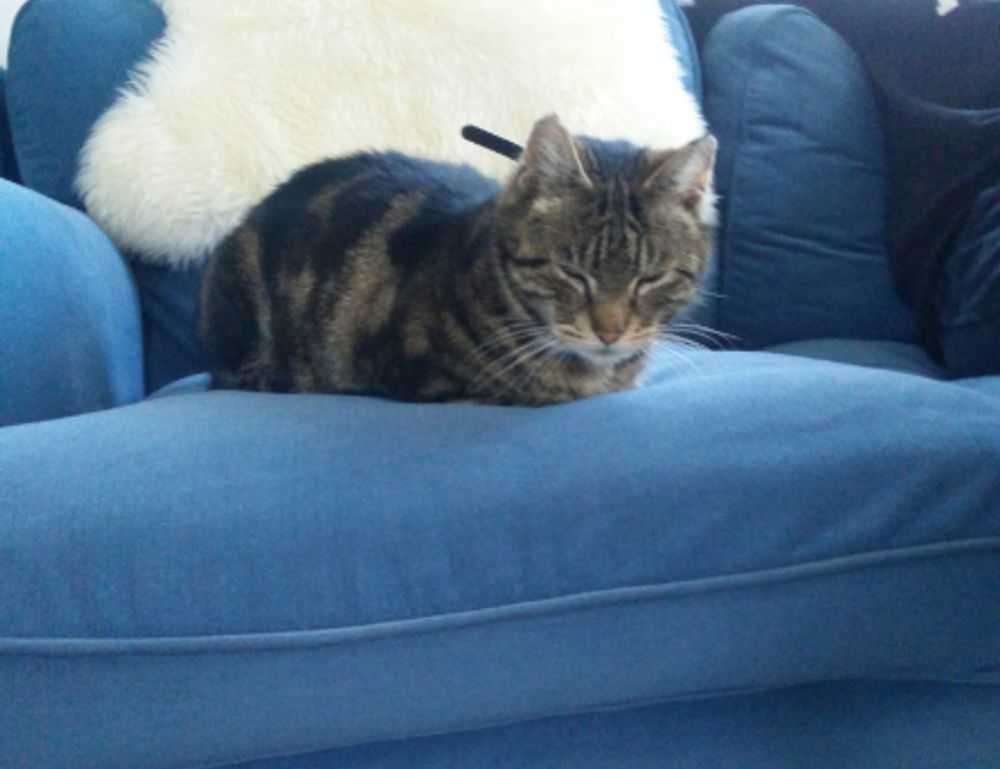 sons of the forest eneba