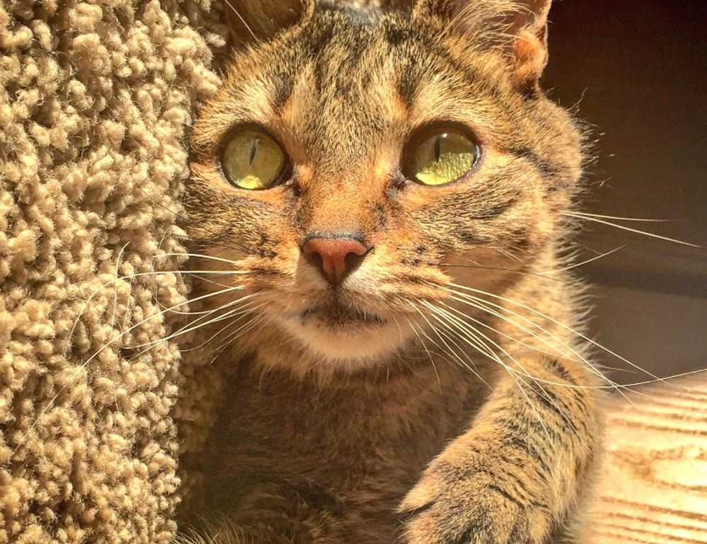 vampiro cartel de cali